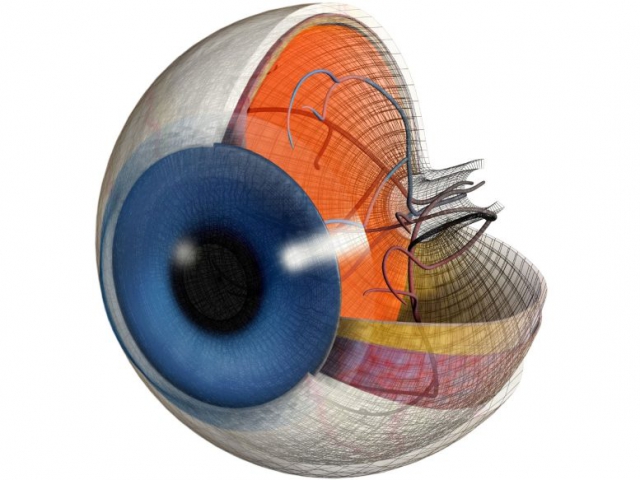 Eye Sectional Anatomy 777x583