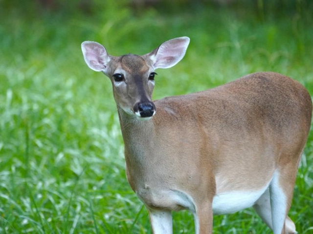 White Tailed Deer 777x583