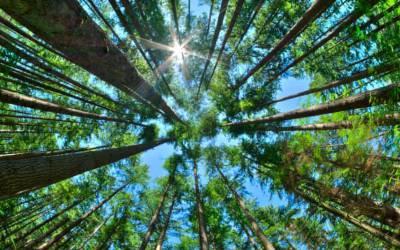 زمین ممکن است دارای 9000 گونه درختی باشد که هنوز کشف نشده اند
