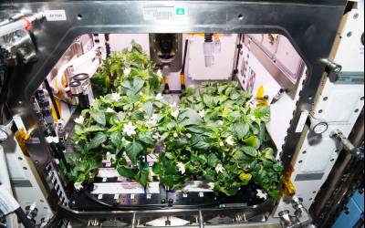 کاشت فلفل در ایستگاه فضایی بین المللی یک شروع کشاورزی فضایی 
