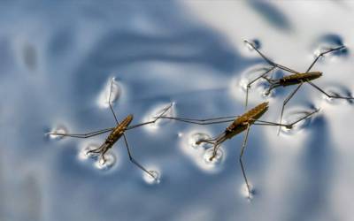 محقق ایرانی ربات جدیدی با الهام از حشرات ریز آبی تولید کرد