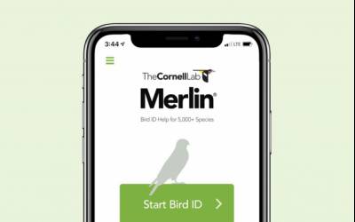 اپلیکیشن Merlin صدای پرندگان را تشخیص می‌دهد.