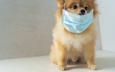 آخرین تهدید ویروس کرونا، کرونای سگی