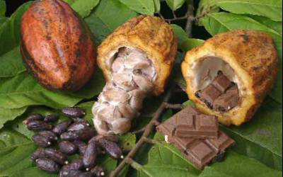 تغییرات اقلیمی برای مزارع کاکائو در اندونزی در راه است.